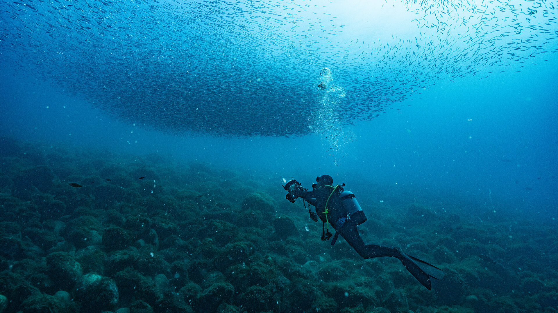 青い海の中で魚群を見上げるダイバー
