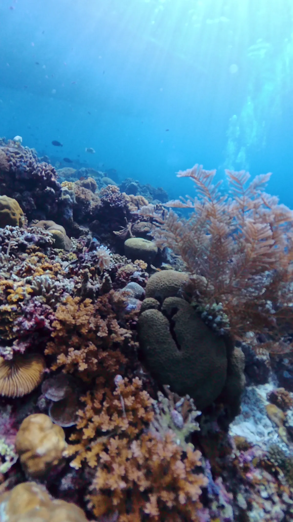 サンゴ礁の間を泳ぐ小さな魚たち