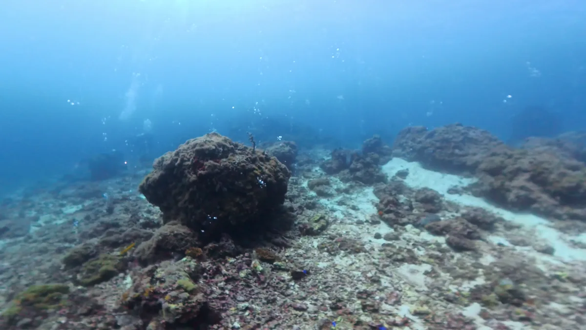 サンゴの点在する海底の風景