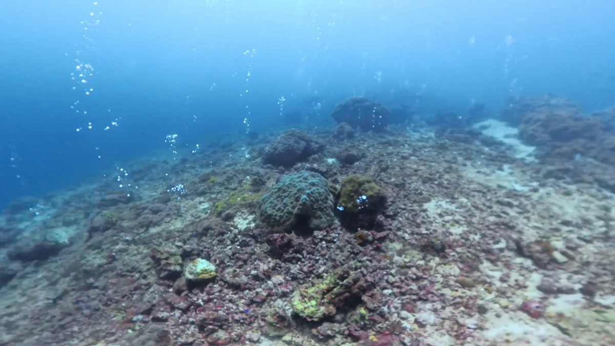 海中に広がるサンゴ礁と青い海