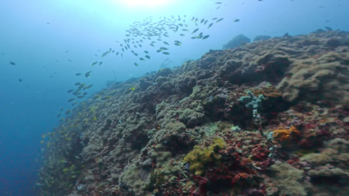 壁のように落ち込むリーフ沿いに広がる青い海