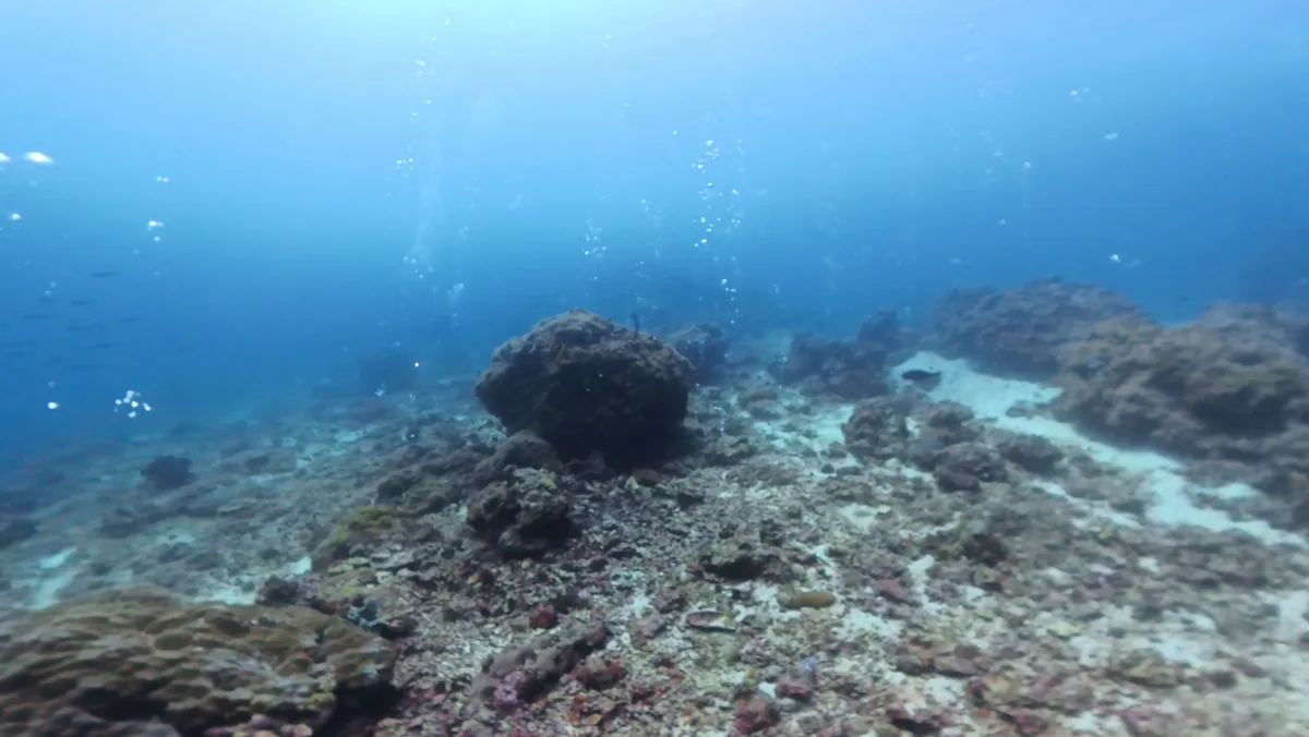 リーフの斜面と青い海が広がる水中風景