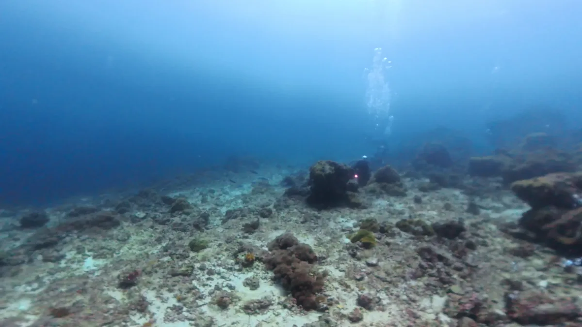 サンゴ礁と海中の風景