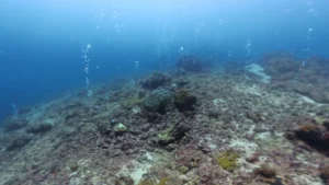 海中に広がるサンゴ礁