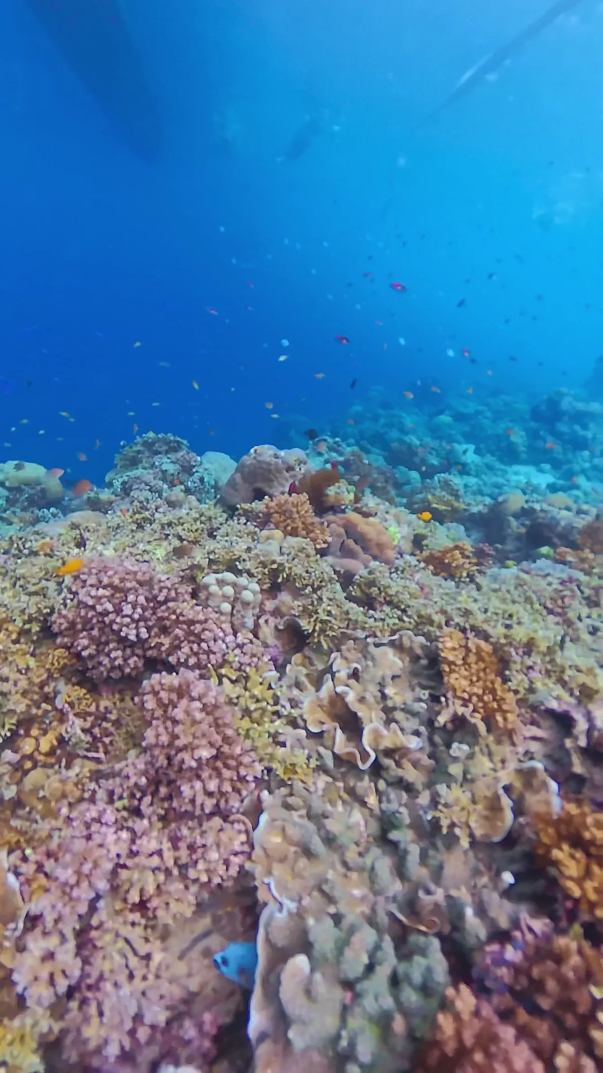 明るい浅瀬のサンゴ礁