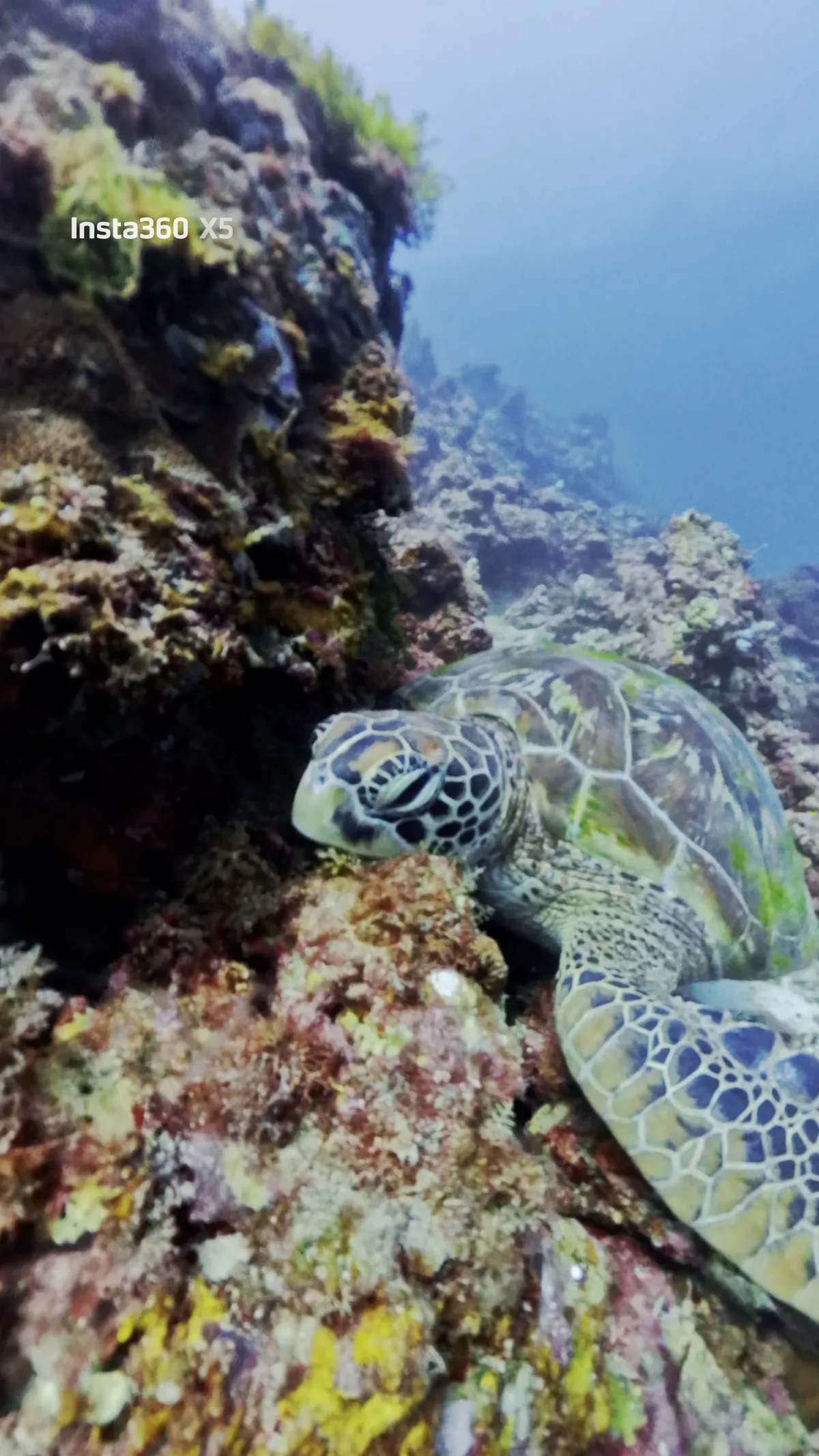 海の中を泳ぐウミガメ