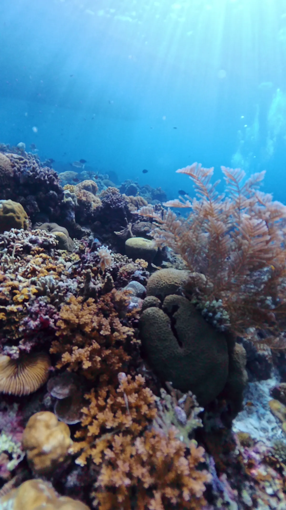 浅瀬に広がるサンゴ礁