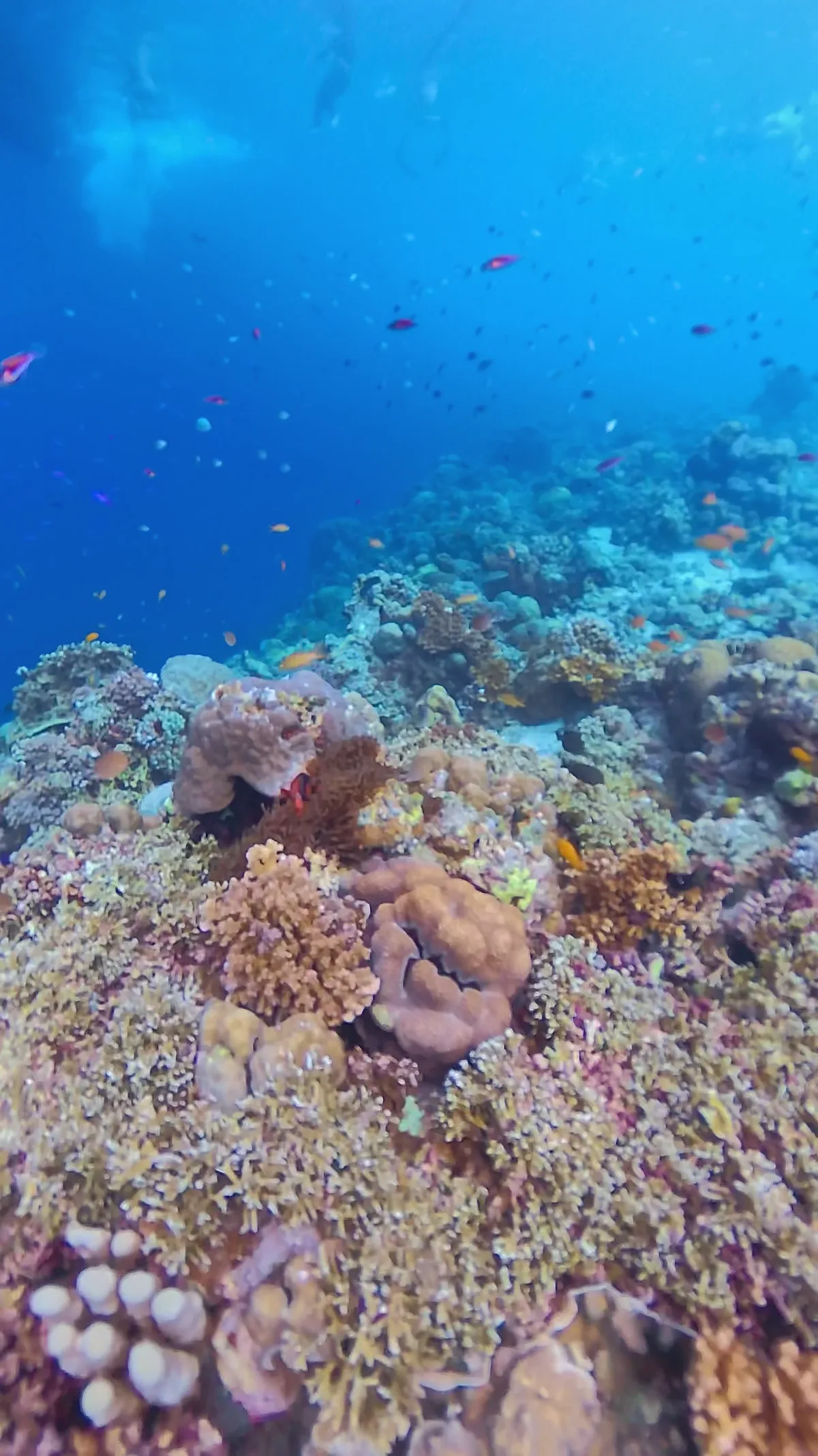 明るい浅瀬に広がるサンゴ