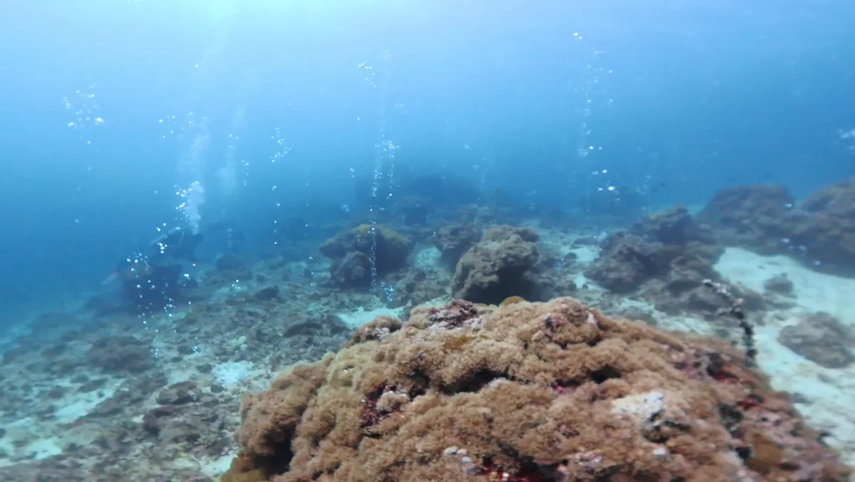 サンゴの海底と青い海