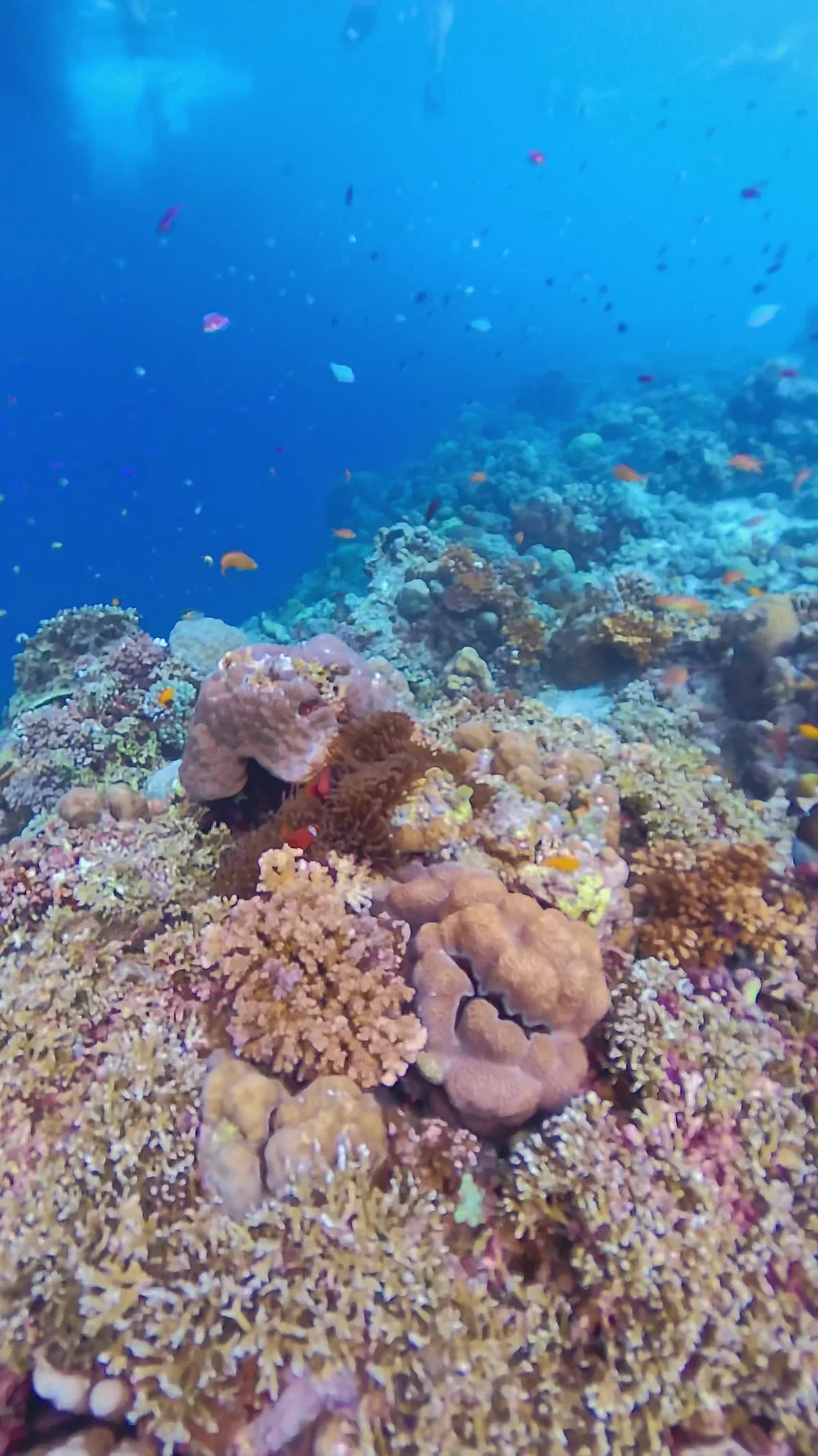色とりどりのサンゴが広がる海中