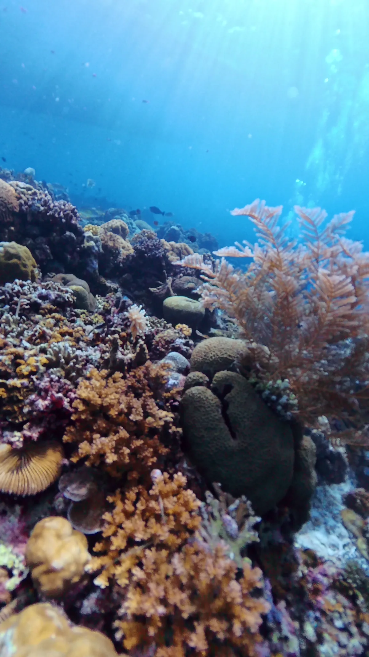 浅瀬に広がるサンゴ礁の風景