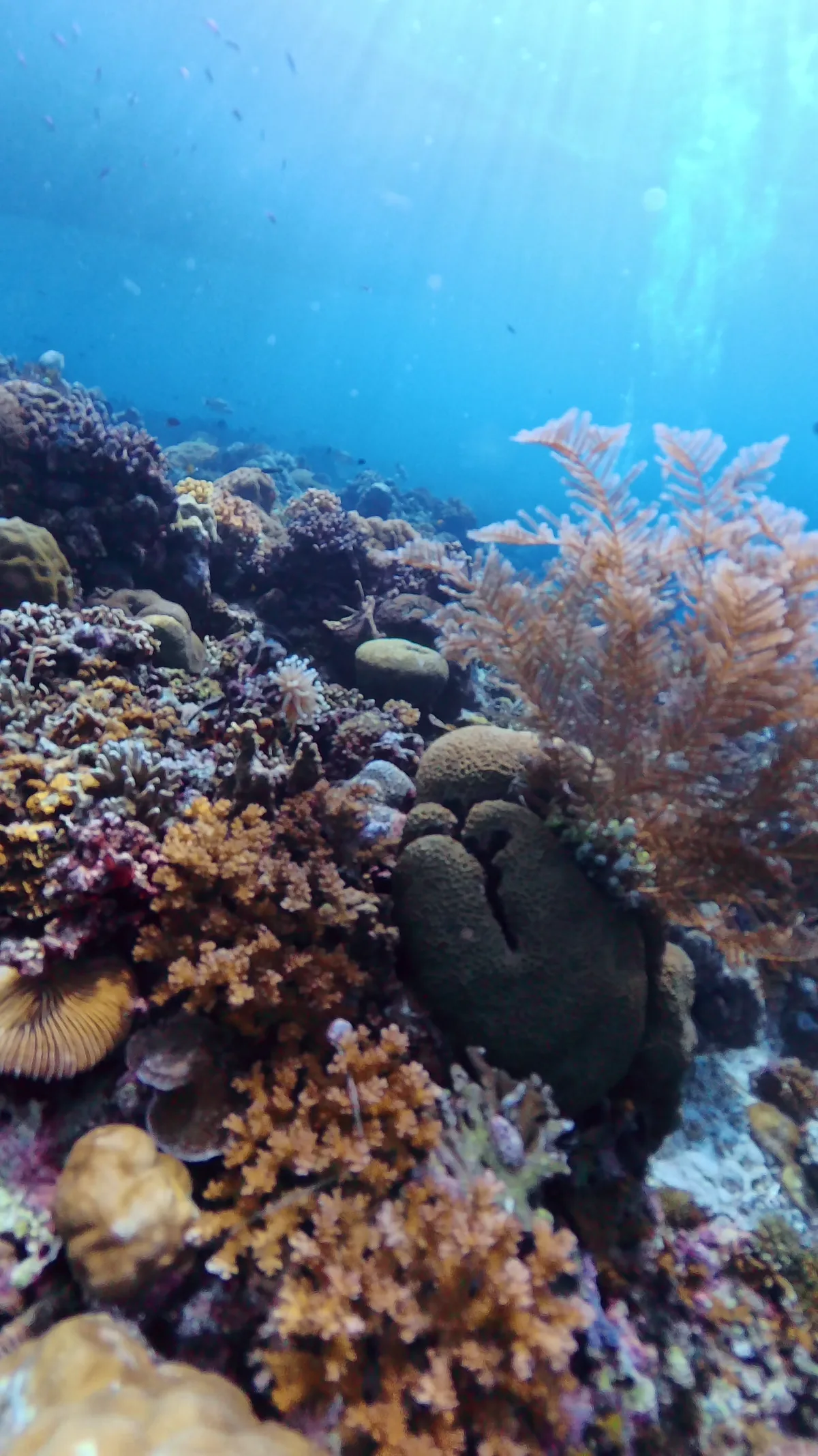 サンゴ礁が続く海中の風景