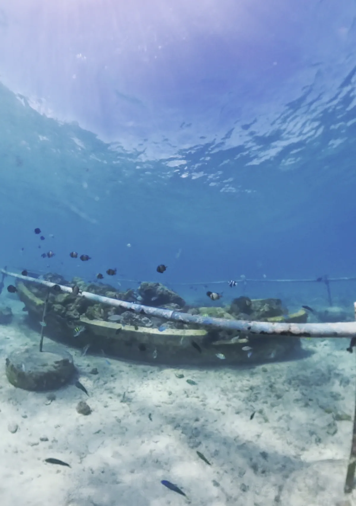 海底に設置されたロープと魚の群れ