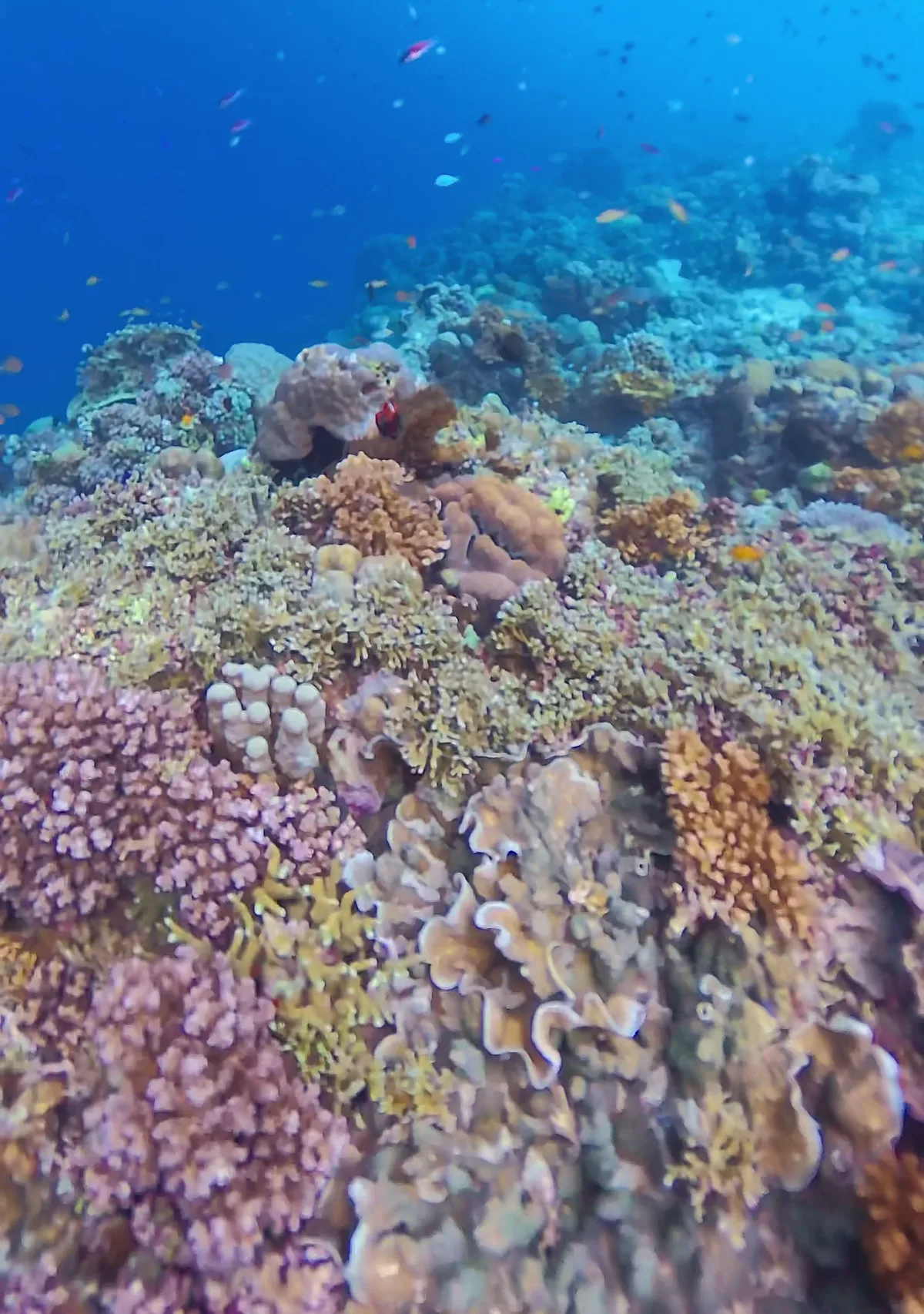 サンゴ礁の上の小魚