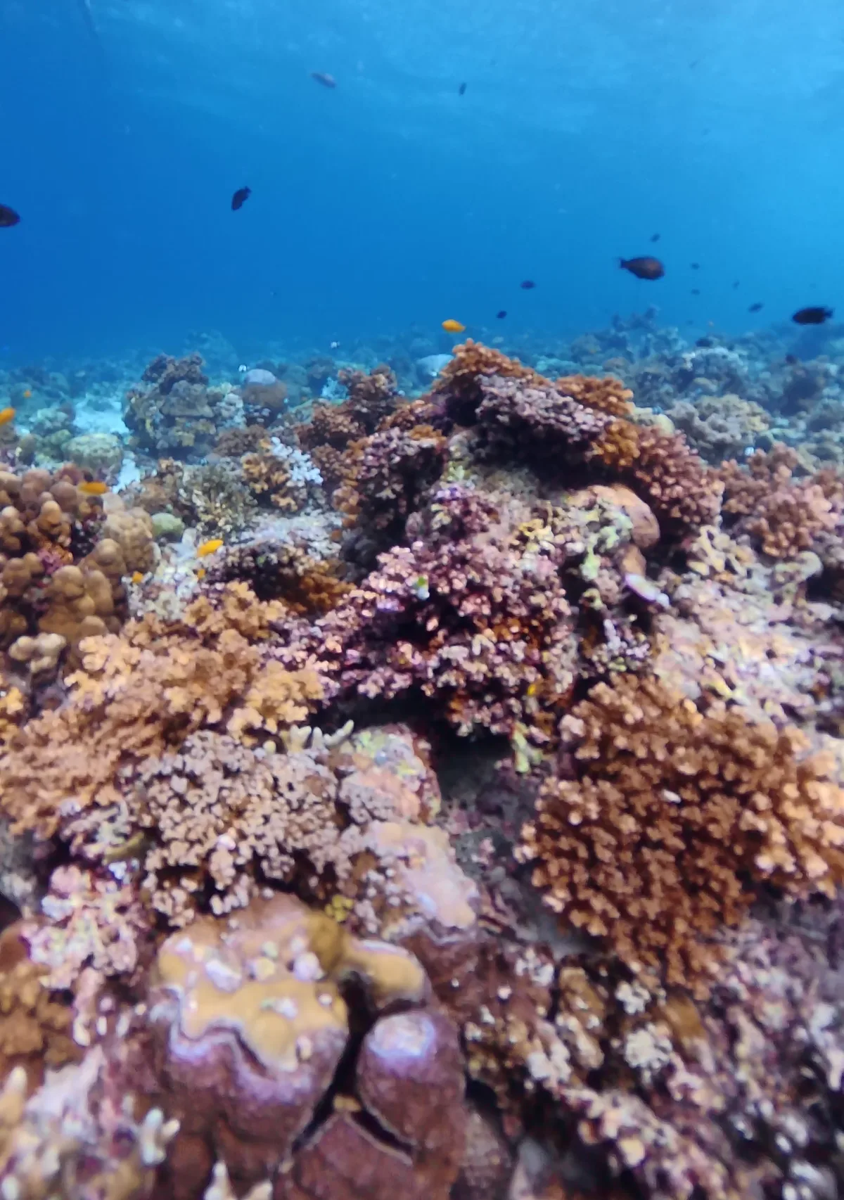 浅瀬のサンゴ礁