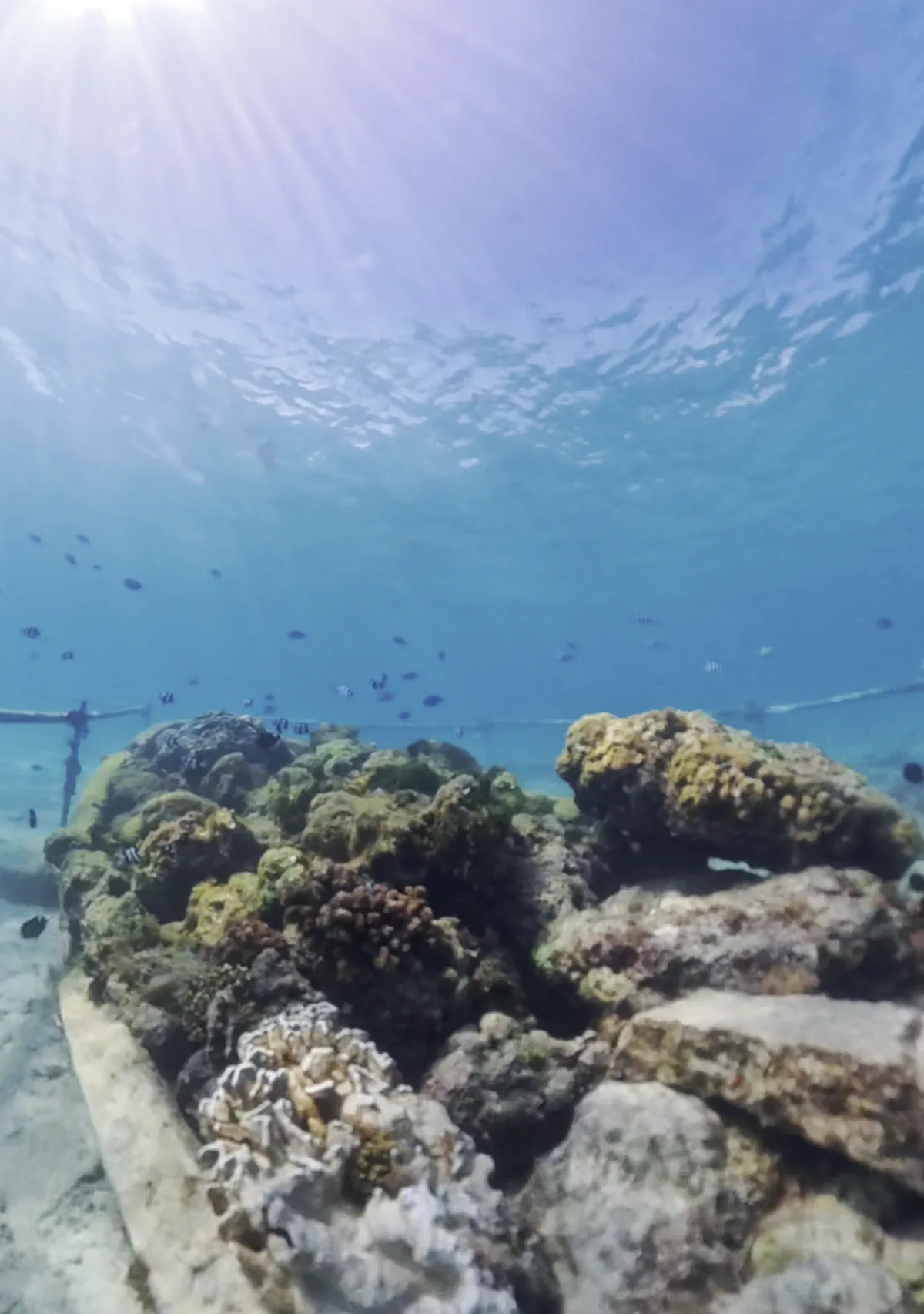 サンゴ礁に沿ったロープと魚