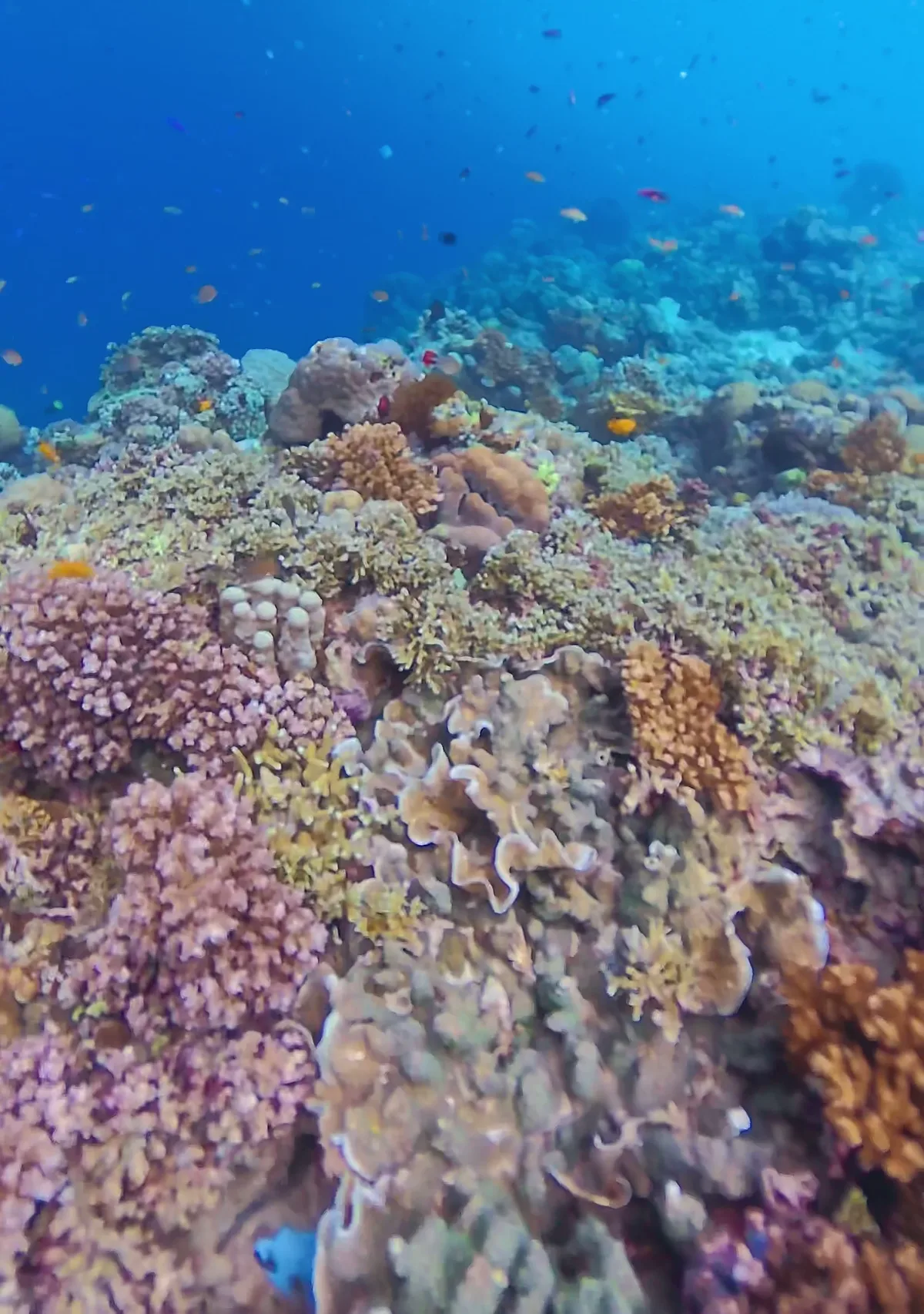 サンゴ礁と小魚