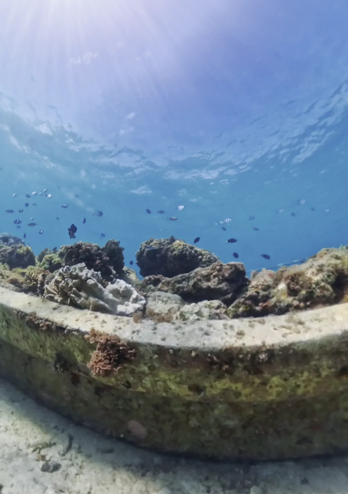 浅瀬のサンゴ礁と魚