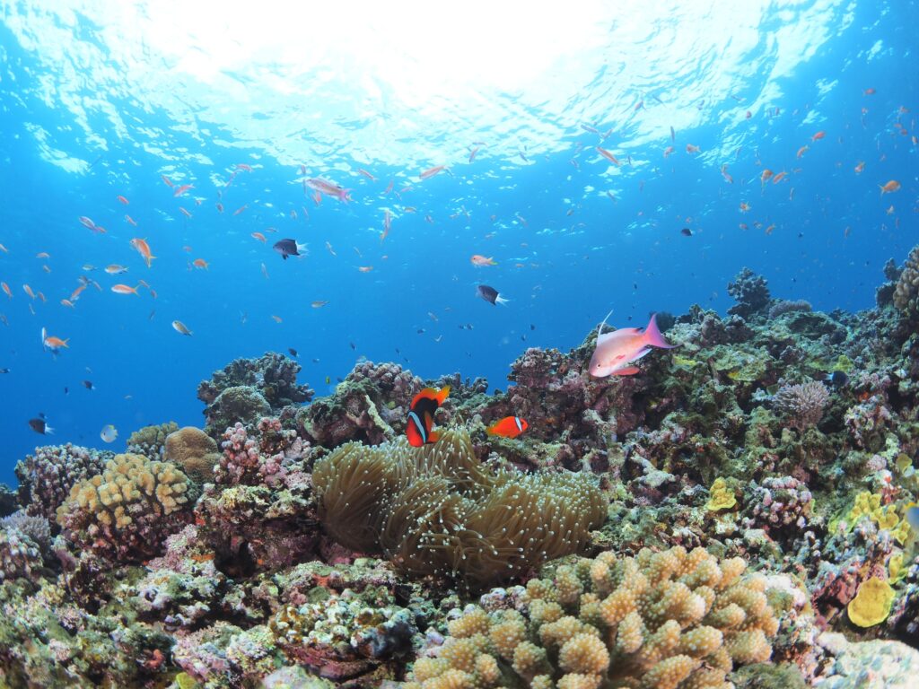 さまざまな形のサンゴが広がる浅い海のサンゴ礁