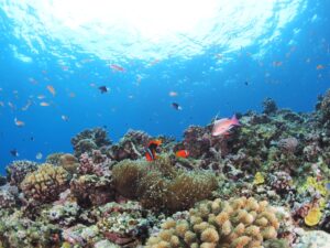 さまざまな形のサンゴが広がる浅い海のサンゴ礁