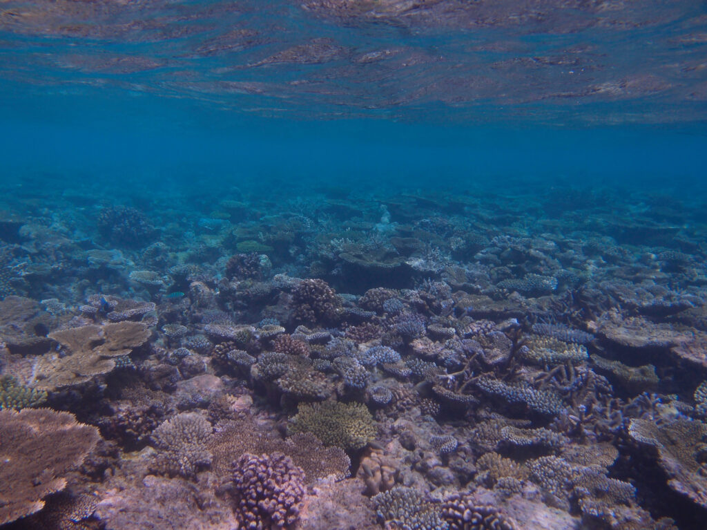 水面の下に広がるサンゴ礁