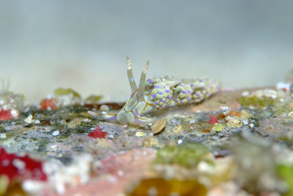 背中に多数の突起をもつウミウシと周囲の海底