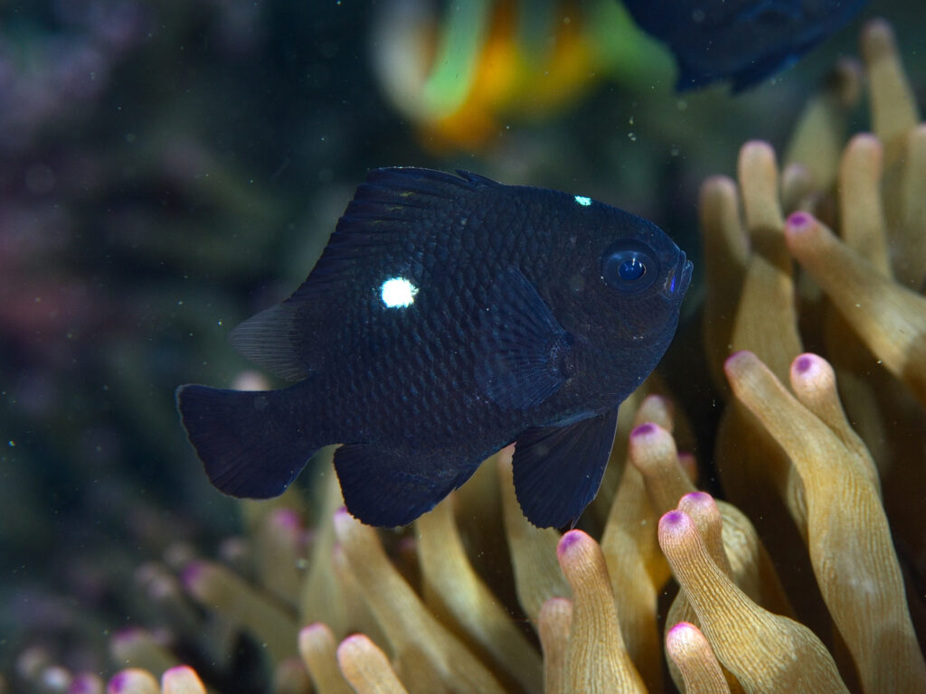 イソギンチャクのそばにいるミツボシクロスズメダイの幼魚